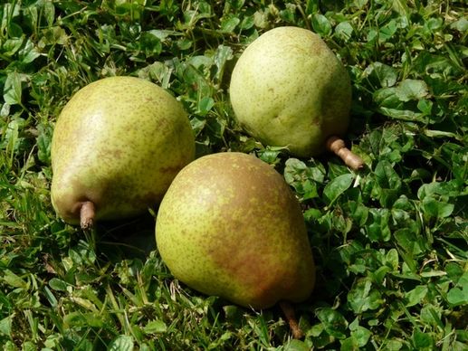 pears meadow harvest