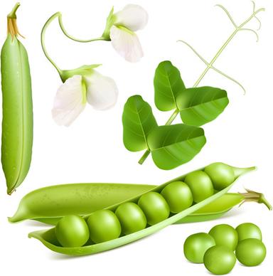 peas with flower design vector
