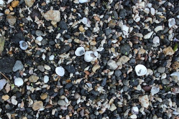 pebbles and shells