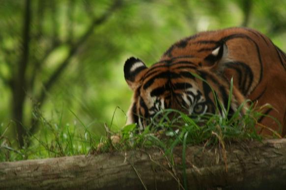 peeking tiger