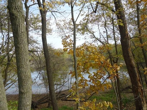 peering at the yellow river through trees at effigy mounds iowa