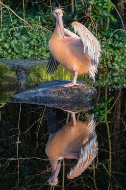 pelican mirror