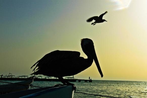 pelican silhouette bird