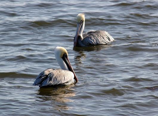pelicans birds ocean