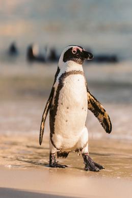 penguin chick picture dynamic closeup