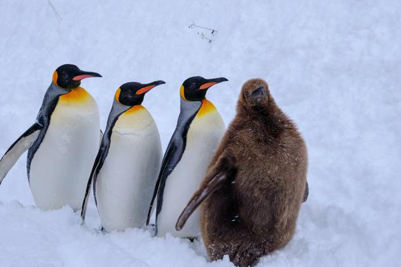 penguin flock picture cute elegant dynamic