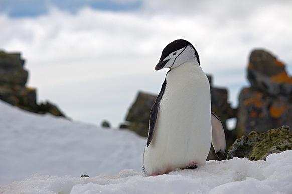 penguin picture cute closeup