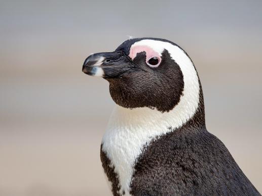 penguin picture cute face closeup 