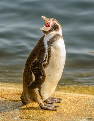 penguin picture dynamic closeup