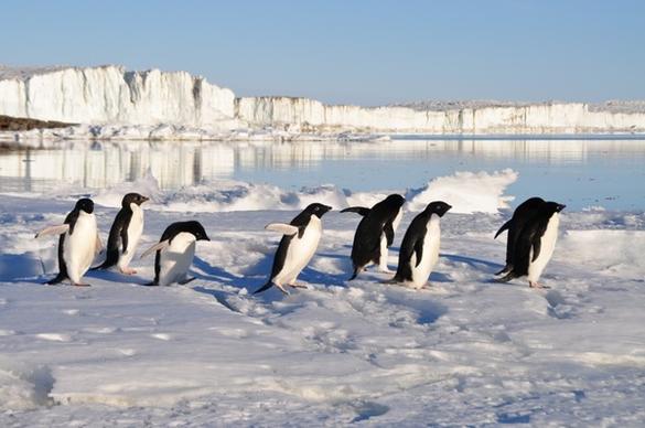penguins birds arctic