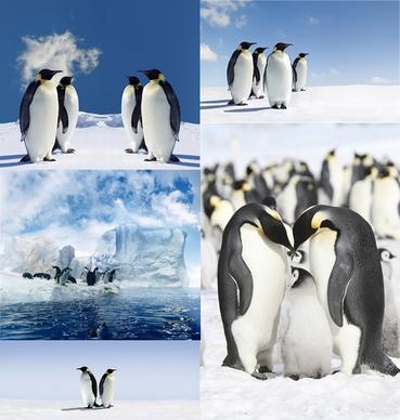penguins of the antarctic glacier definition picture 5p