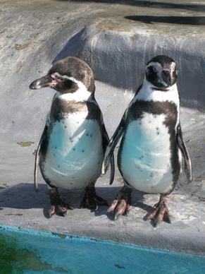 penguins pets birds