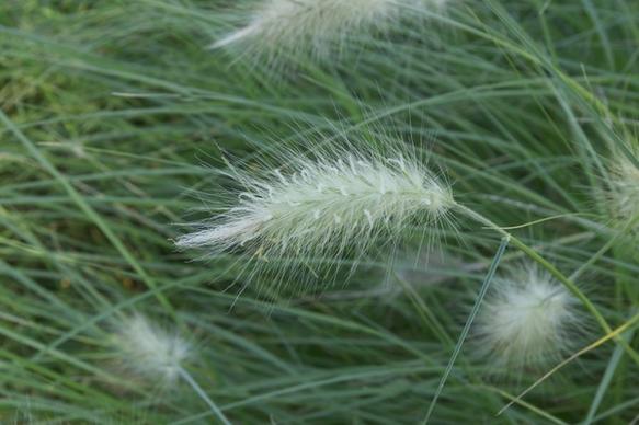 pennisetum villosum grass