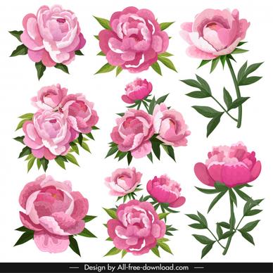 peonies petals icons pink blooming design