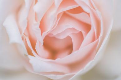peony petal backdrop picture elegant closeup