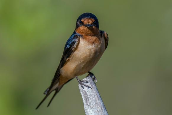 perching swallow picture elegant cute closeup