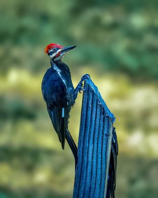 perching woodpecker picture elegant closeup