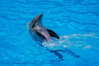 performing dolphin backdrop picture dynamic elegance