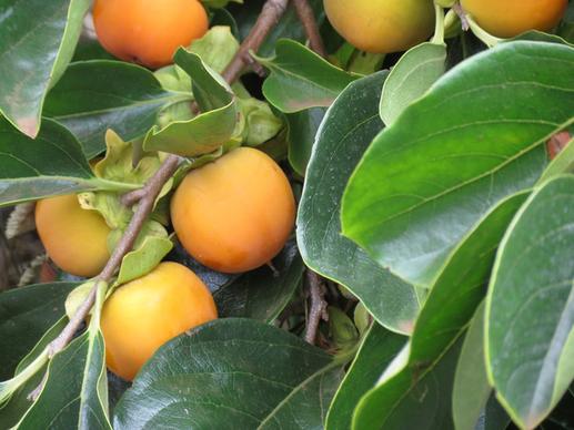 persimmons carole grogloth molokai hawaii