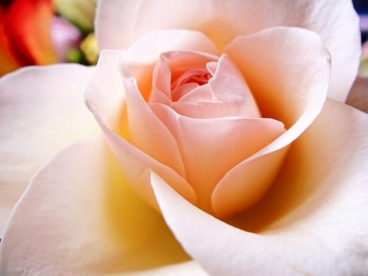 petal flower rose