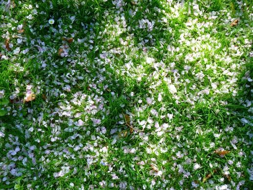 petals white meadow