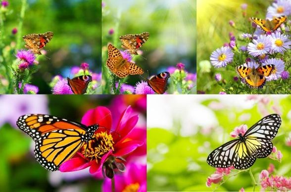 picture of flowers and butterflies hd