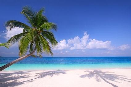 picture of the sandy beach coconut trees