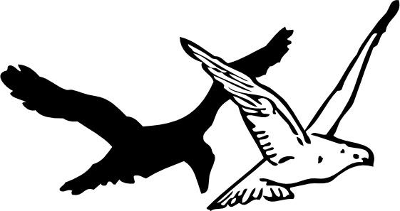 Pigeon And Crow clip art