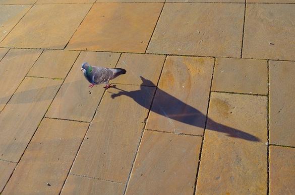 pigeon and his shadow
