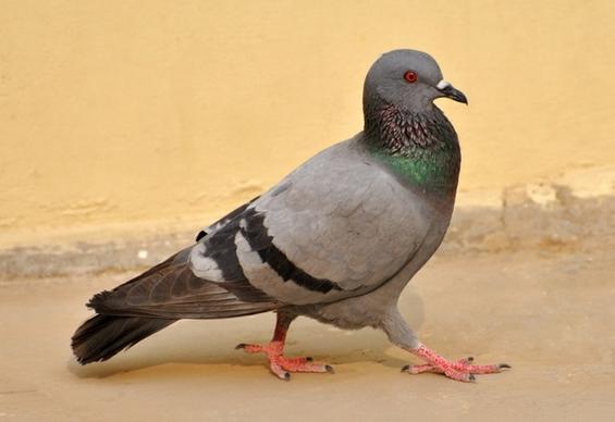 pigeon birds macro