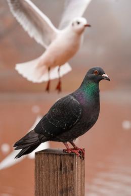 pigeon flock picture perching flying gesture