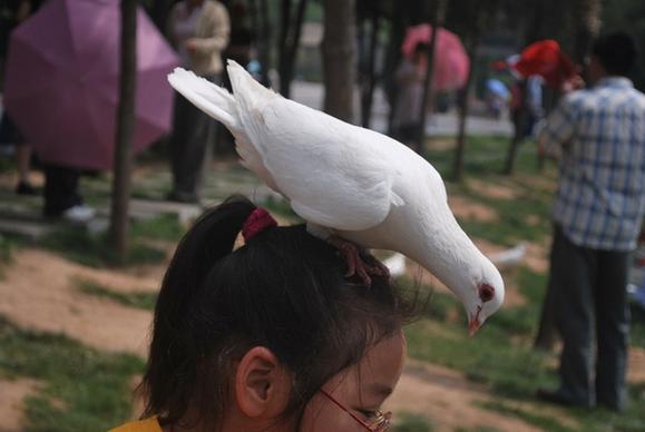 pigeon head