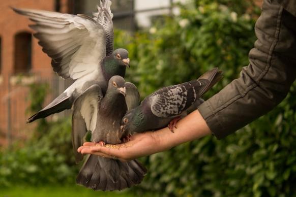 pigeons in your hand
