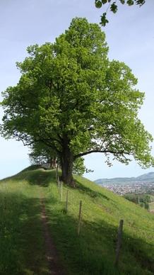 pilgrimage jakobsweg tree