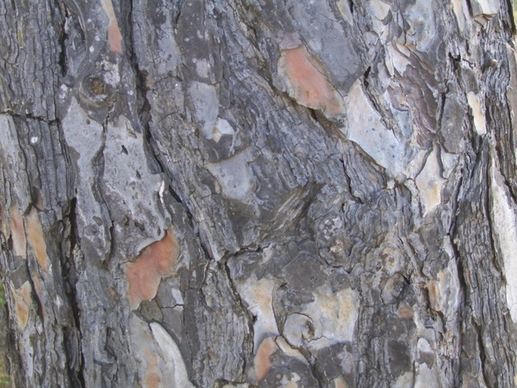 pine bark background