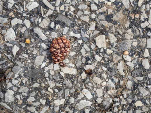pine cone on rocky cement