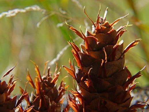 pine cones nature
