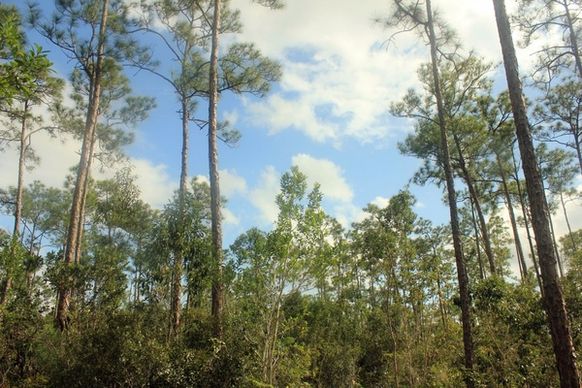 pine forest at everglades national park florida