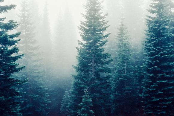 pine forest scenery picture foggy contrast