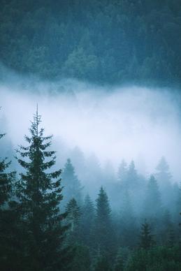 pine forest scenery picture heavy foggy scene 