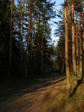 pine forest sun