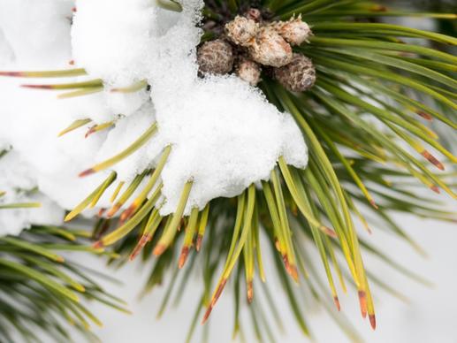 pine leaves covered in snow 2