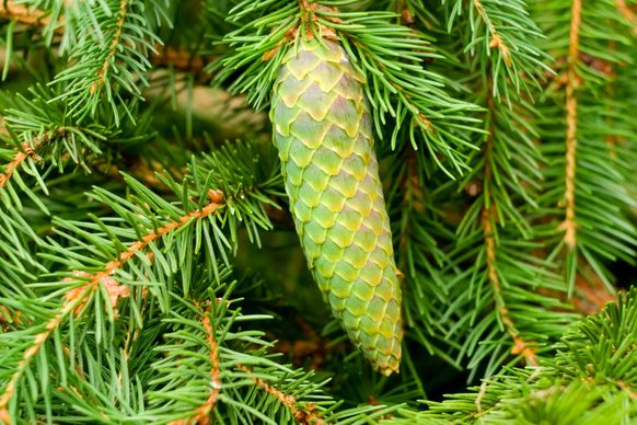 pine tree backdrop elegant closeup conifers branch 