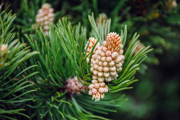pine tree backdrop picture elegant realistic closeup