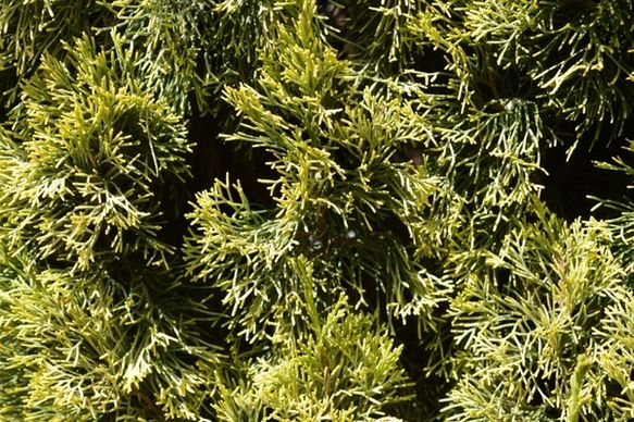 pine tree foliage