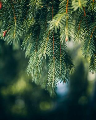 pine tree picture elegant blurred closeup 