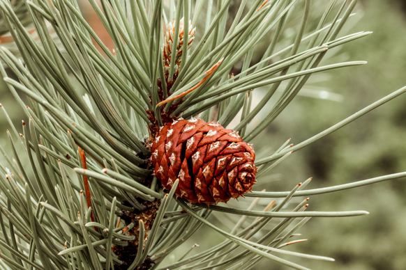 pine tree picture elegant bright closeup 