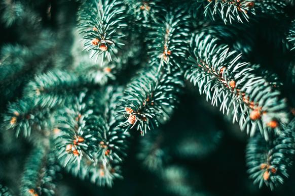 pine tree picture elegant contrast closeup 