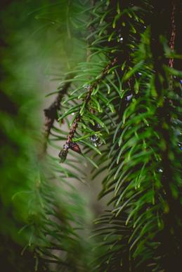 pine tree scene picture elegant blurred closeup 