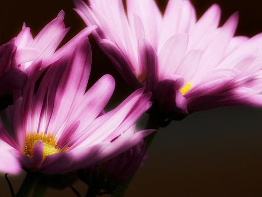 pink aster glowing